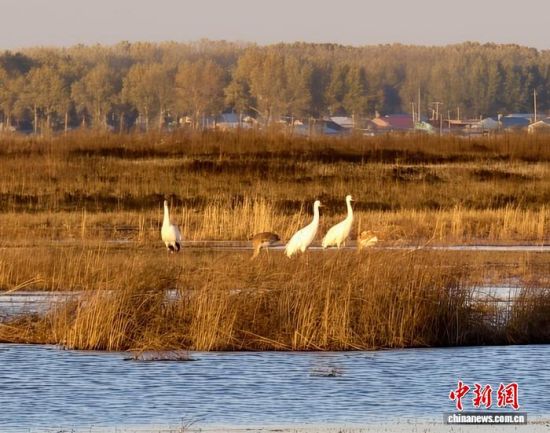 �ؚw�QȺ�ġ�С��(����)�����˰��QȺ�w�����r �z